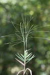 Bearded skeletongrass